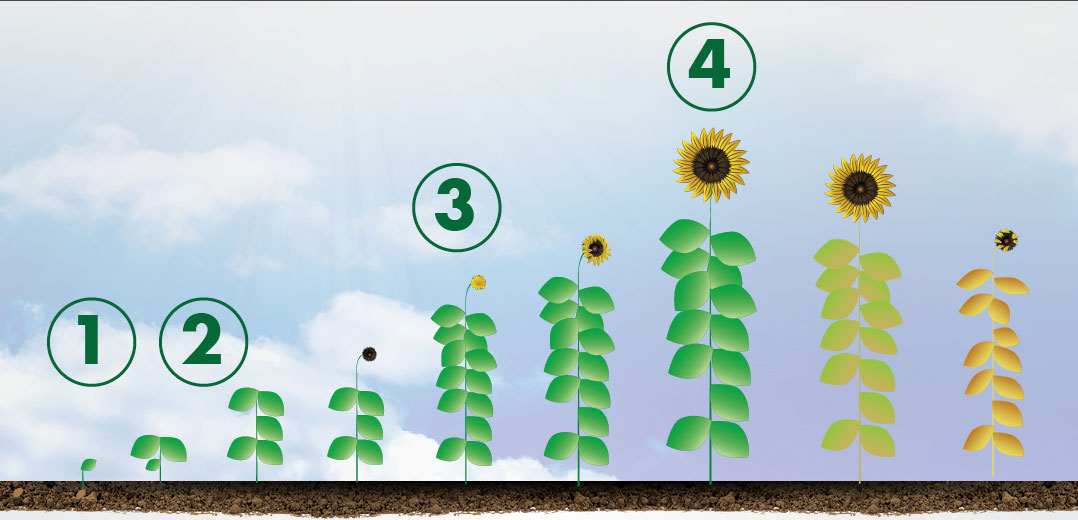 Sunflower Application Header